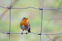 Roodborstje (Erithacus rubecula) 12-2017 8541